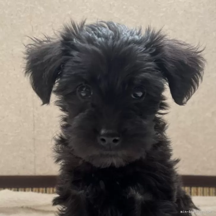 ID:2411-06986の子犬