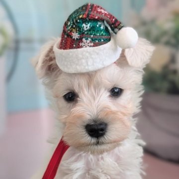 ミニチュアシュナウザー【北海道・男の子・2025年10月16日・ホワイト】の写真「激かわ♡シュナらしく元気いっぱい✨」