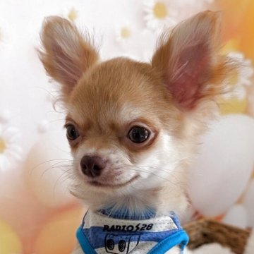 チワワ(ロング)【北海道・男の子・2025年4月17日・チョコフォーン&ホワイト】の写真「とっても可愛いお顔のチョコフォーンの男の子です！」