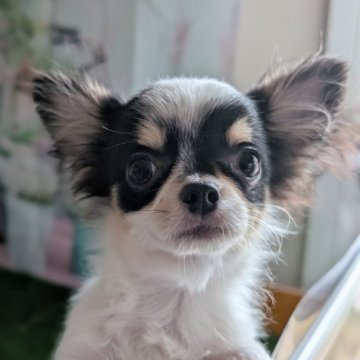 チワワ(ロング)【北海道・男の子・2025年6月23日・ホワイト&ブラック】の写真「イケわん🐶足短めのカワイイ白黒君です‼️」