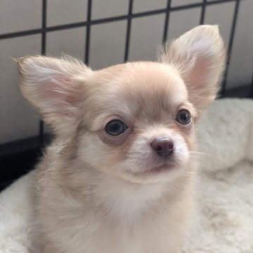 チワワ(ロング)【北海道・男の子・2025年8月21日・クリーム】の写真「ドアーフ体型のとっても可愛いクリームカラー✨」