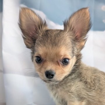 チワワ(ロング)【北海道・男の子・2025年7月31日・フォーン】の写真「ムチムチボディの可愛いチワワの男の子♡」