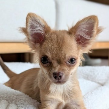 チワワ(ロング)【北海道・女の子・2025年4月17日・チョコフォーン】の写真「個性的で魅力的‼️チワワの🐶女の子🎀」
