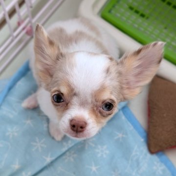 チワワ(ロング)【北海道・女の子・2025年7月31日・マール】の写真「大人しくて懐っこい可愛いマールちゃん✨」