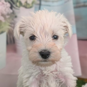 ミニチュアシュナウザー【北海道・女の子・2025年10月16日・ホワイト】の写真「激かわ♡シュナらしく元気いっぱい✨」