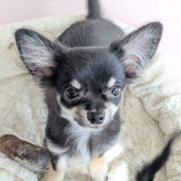 ミックス(チワワ×ミックス)【北海道・男の子・2025年6月7日・ブラック】の写真「お値段見直しました‼️ポメ系のMIX犬🐶」