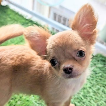 チワワ(ロング)【北海道・女の子・2025年7月31日・レッド】の写真「とっても可愛いチワワの女の子🎀ママ似の子♡」