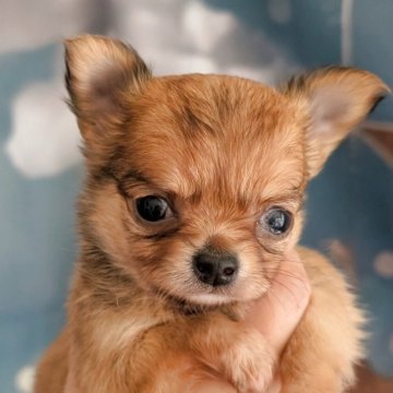 チワワ(ロング)【北海道・女の子・2025年8月21日・フォーン】の写真「とっても可愛いフォーンちゃん❤」