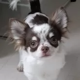 チワワ(ロング)