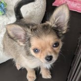 チワワ(ロング)