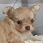 チワワ(ロング)