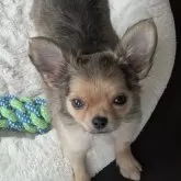 チワワ(ロング)【北海道・男の子・2025年7月31日・フォーン】の写真1「とっても可愛いチワワ！」