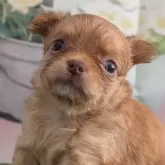チワワ(ロング)