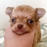 チワワ(ロング)