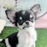 チワワ(ロング)