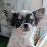 チワワ(ロング)