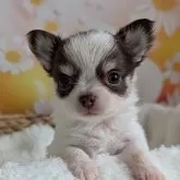 チワワ(ロング)
