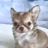 チワワ(ロング)