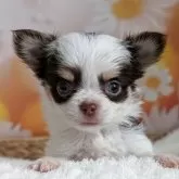 チワワ(ロング)
