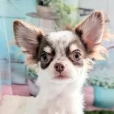 チワワ(ロング)