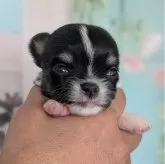 チワワ(ロング)