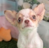 チワワ(ロング)