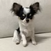 チワワ(ロング)