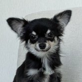 ミックス(チワワ×ミックス)