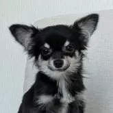 ミックス(チワワ×ミックス)【北海道・男の子・2025年6月7日・ブラックタン】の写真1「チワワ系MIXの可愛い男の子♡」