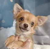 チワワ(ロング)