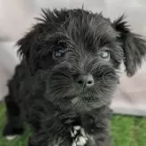 ミニチュアシュナウザー【北海道・女の子・2025年8月29日・ブラック】の写真1「可愛い🖤黒シュナの女の子👧💗」