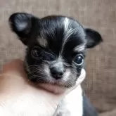 チワワ(ロング)