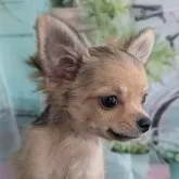 チワワ(ロング)