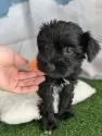 ミニチュアシュナウザー【北海道・女の子・2025年8月29日・ブラック】の写真7