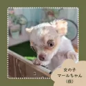 チワワ(ロング)【北海道・女の子・2025年7月31日・マール】の写真7「懐っこいところもカワイイ♡」