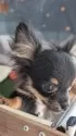 ミックス(チワワ×ミックス)【北海道・男の子・2025年6月7日・ブラック】の写真7
