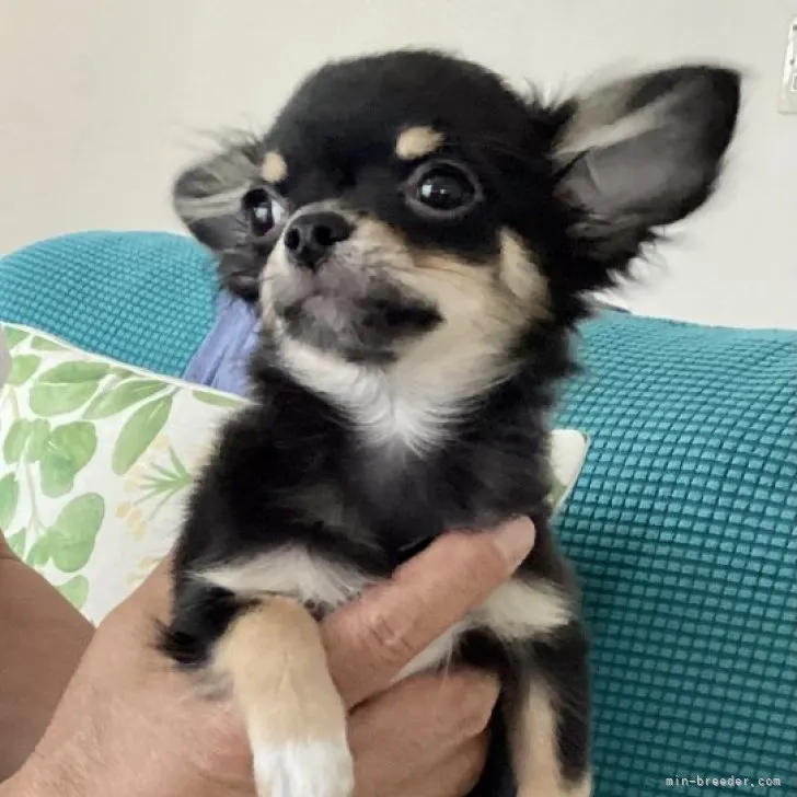 ID:2304-02374の子犬