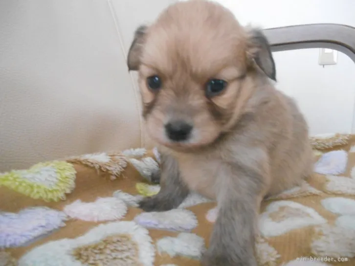 ID:1601-01666の子犬
