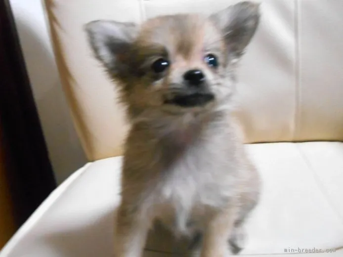 ID:1508-01836の子犬