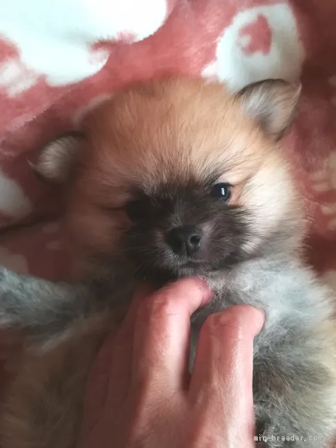 Y.Ｉ 様のお迎えした子犬