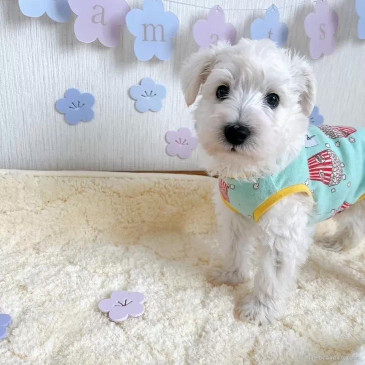 Theo's mom 様のお迎えした子犬