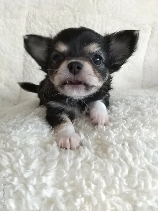 ID:2204-03634の子犬
