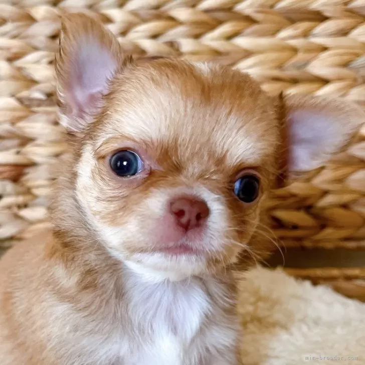 ID:2407-01509の子犬