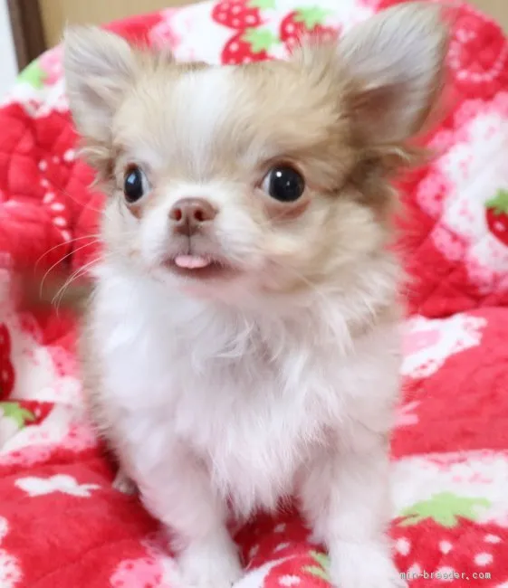 ID:2002-01789の子犬