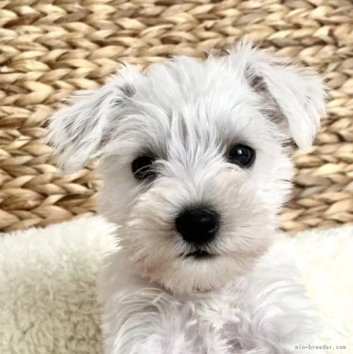 ID:2409-07379の子犬