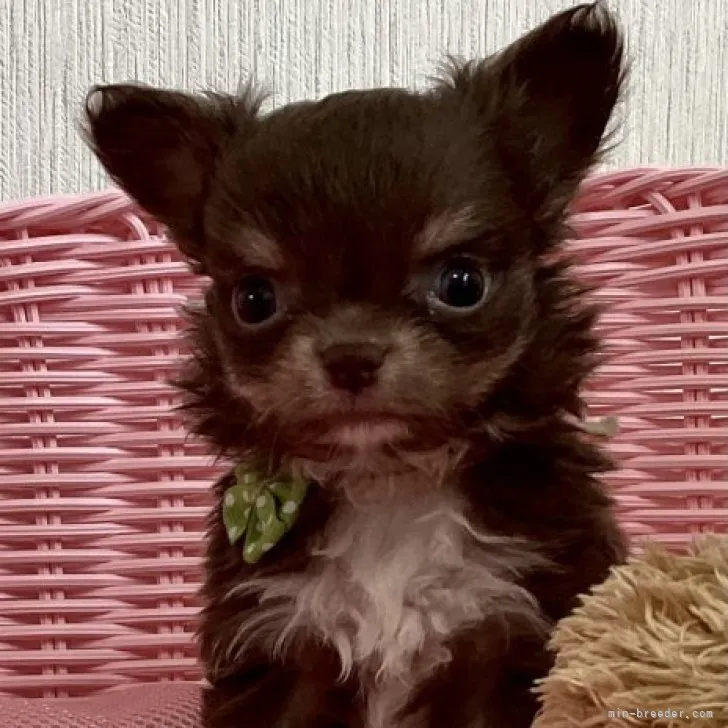 ID:2304-02371の子犬
