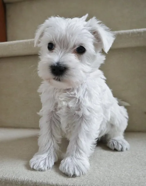 ゆめ 様のお迎えした子犬