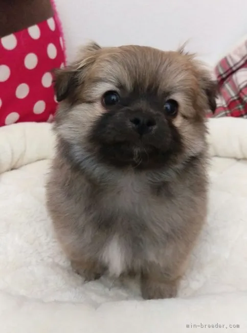 父犬(チワワ)と母犬(ポメラニアン)のチワポメです【北海道・男の子・2017年1月2日・フォ-ン系(オレンジセ-ブル)】の写真1「お口の周りは黒いままかと思います。」