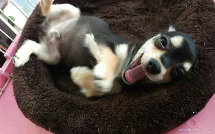 ID:1707-00142の子犬