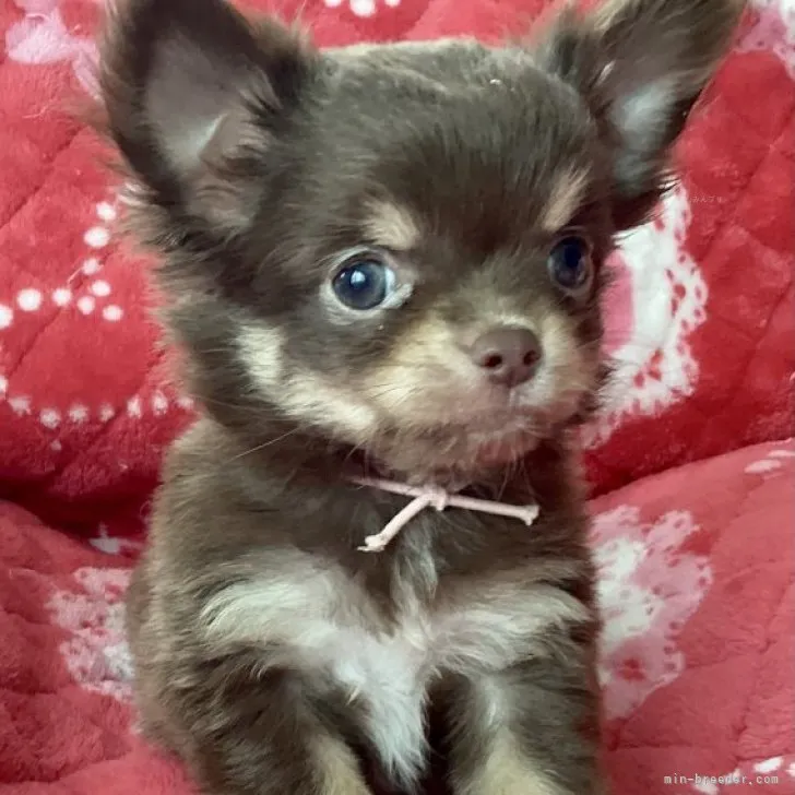 ID:2310-01032の子犬